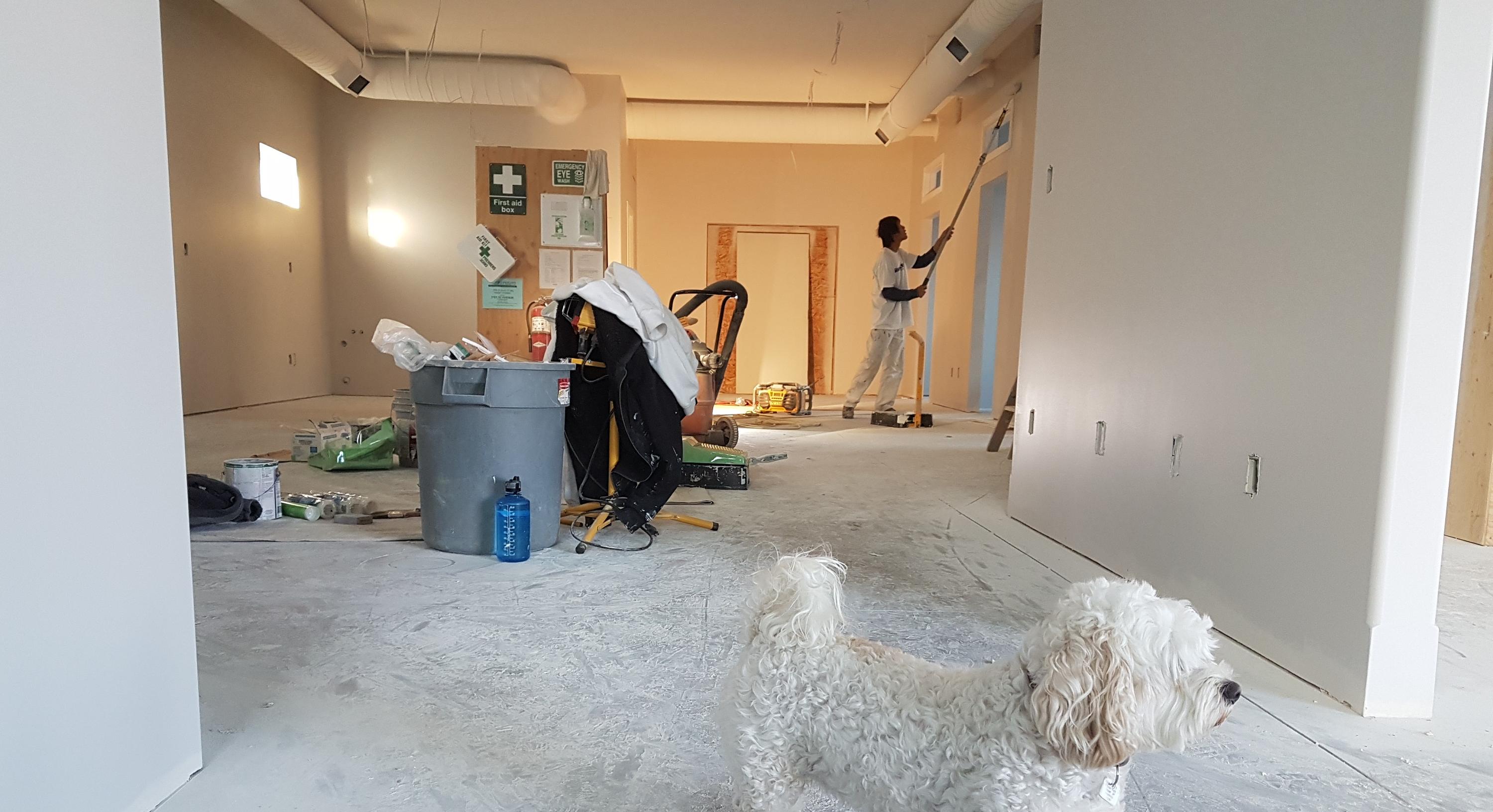 dog in home construction site